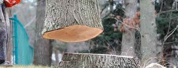 Best Storm Damage Tree Cleanup  in Dayton, WA