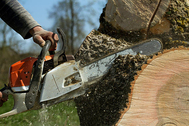 Best Tree Risk Assessment  in Dayton, WA